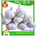 Fresh pure white garlic